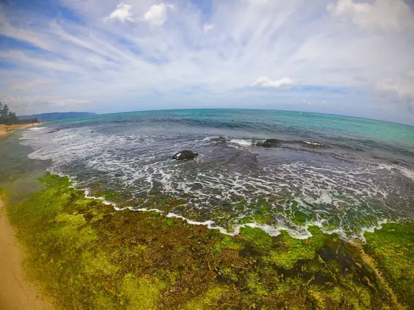 Laniakea Beach -- Best Beaches to Snorkel in Oahu