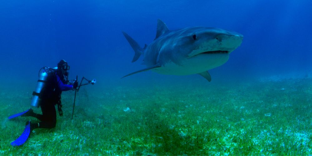 What to Do if You See a Shark While Scuba Diving