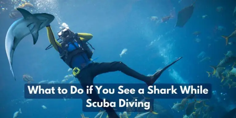 What to Do if You See a Shark While Scuba Diving?